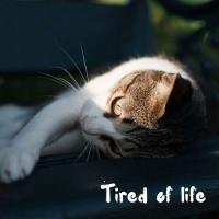 Сборник песен tired of life (2025) MP3 Сборник песен tired of life (2025) MP3